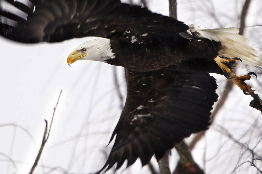 FILE - In this Feb. 1, 2016 file photo, a bald eagle takes flight at the Museum of the Shenanda ...