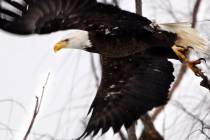 FILE - In this Feb. 1, 2016 file photo, a bald eagle takes flight at the Museum of the Shenanda ...