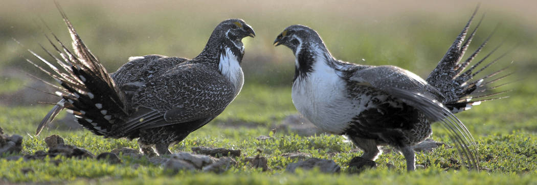 FILE - In this March 25, 2007, file photo, two sage grouse roosters challenge each other for he ...