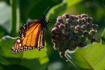 A monarch butterfly perches on milkweed at the Patuxent Wildlife Research Center in Laurel, Md. ...