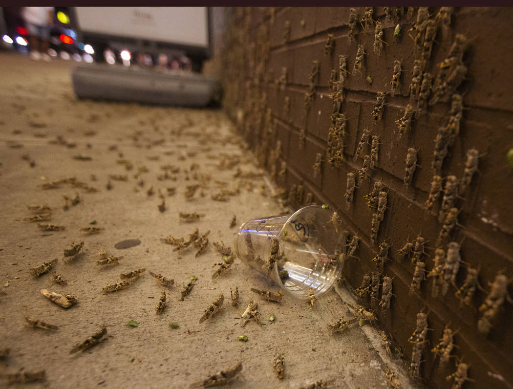 Las Vegas swarms gone, but could return in few years