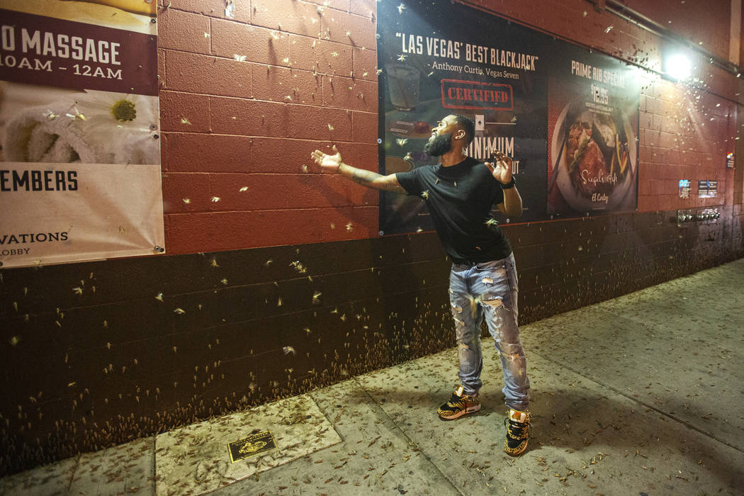 Las Vegas swarms gone, but could return in few years Las