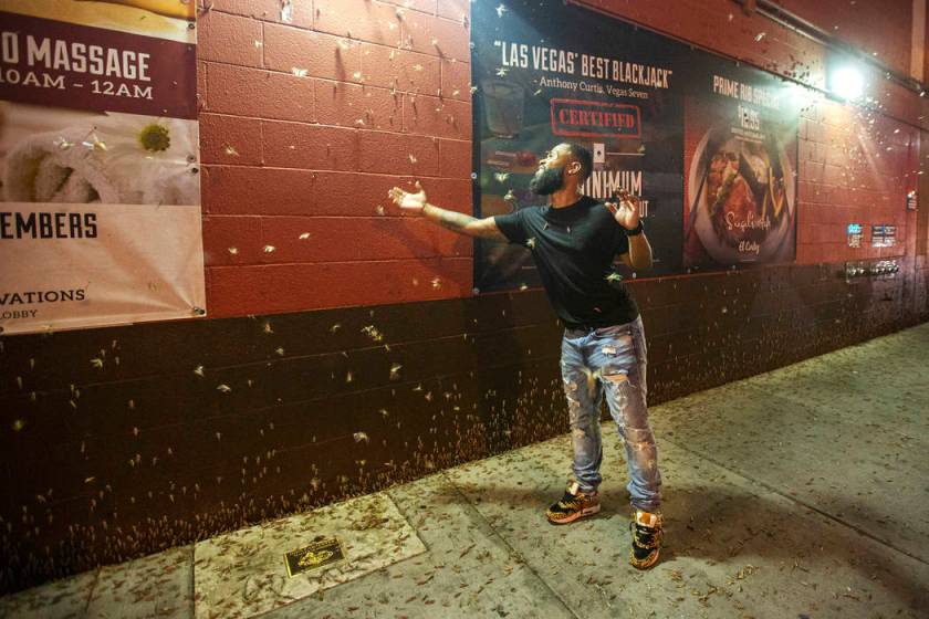 Las Vegas swarms gone, but could return in few years Las