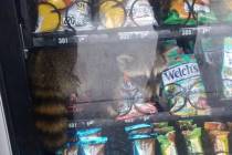 Police say a raccoon trapped in a vending machine at a Florida high school is now free. (Volusi ...