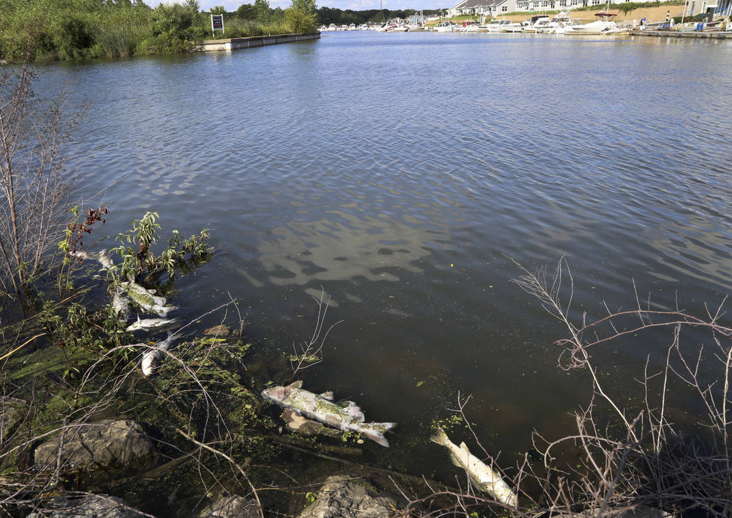 In this Thursday, Aug. 15, 2019, photo several dead fish float along the bank of Burns Ditch ne ...