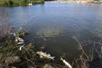 In this Thursday, Aug. 15, 2019, photo several dead fish float along the bank of Burns Ditch ne ...