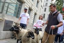 Demonstrators walk a flock of sheep outside British Government's Department of International Tr ...
