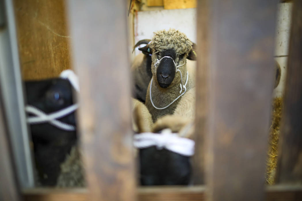 A small flock of sheep is seen before being walked the streets as part of a protest against Bre ...