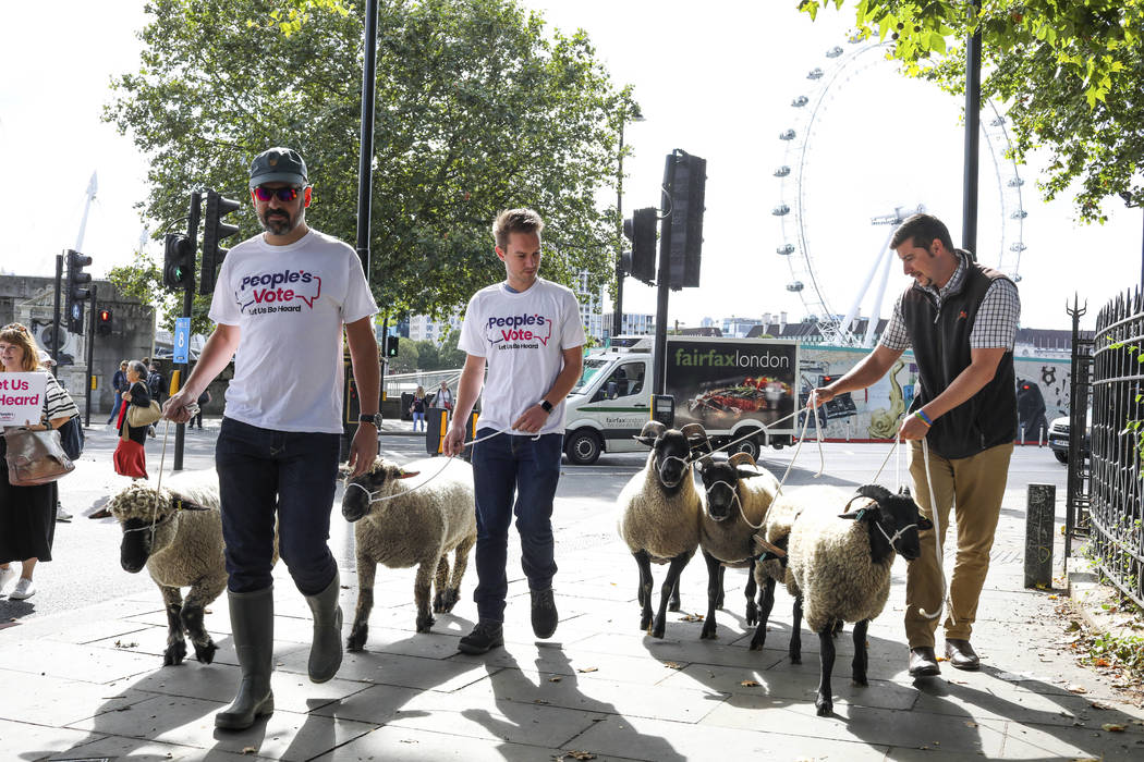 Demonstrators walk a flock of sheep through the streets as part of a protest against Brexit, in ...