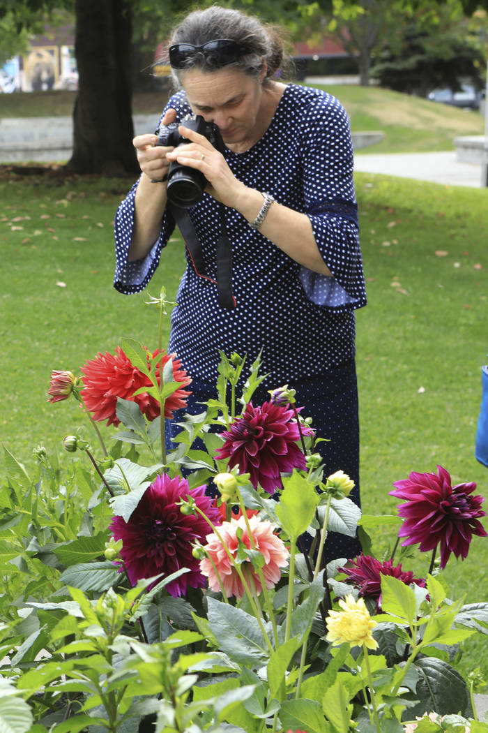 Denise Armitage of Toowoomba, Queensland, Australia, photographs dahlias at gardens in Town Squ ...