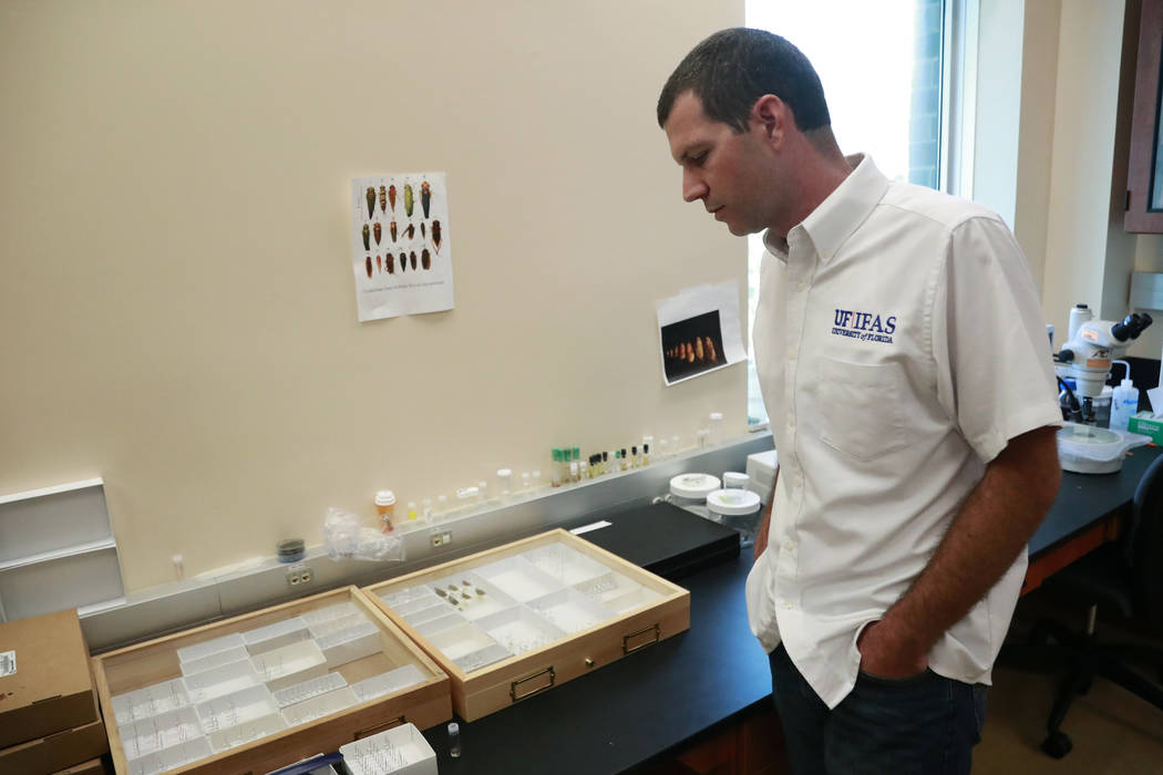 In this Wednesday, July 31, 2019, photo, Brian Bahder, assistant professor of entomology at the ...