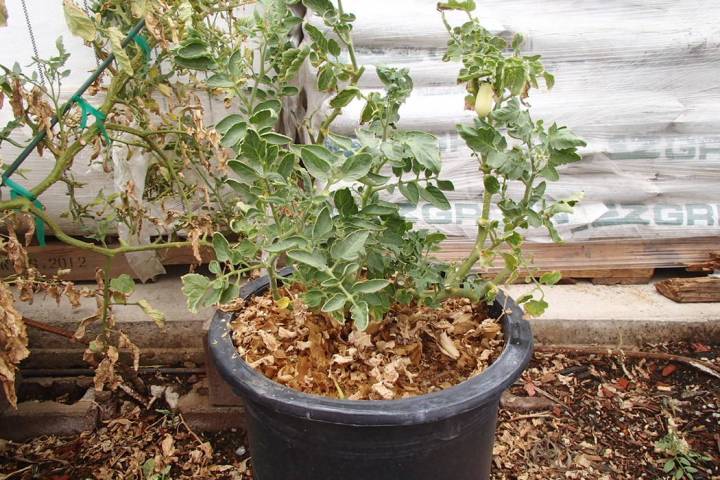 Tomato plants stop setting fruit when daytime air temperatures are in the mid-90s or above. (Bo ...