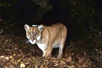 A November 2014, file photo provided by the U.S. National Park Service shows a mountain lion kn ...