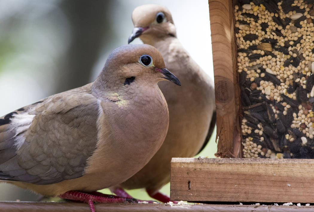 Couple of Mourning Doves find a handy cedar bird feeder on the railing of a deck. (Thinkstock)