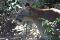 Florida wildlife officials are investigating a disorder that causes Florida panthers to have tr ...