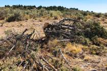 This Aug. 15, 2019 photo shows a juniper tree cut down as part of a giant project to remove jun ...