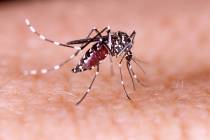 The number of cases of West Nile virus in Clark County this season has risen to a record 28, pr ...