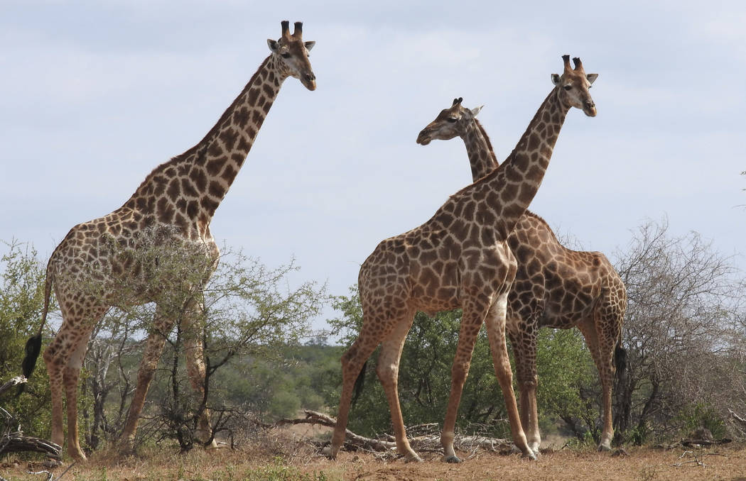 In a photo taken Jan. 1, 2015, giraffe are seen in the Kriger National Park, South Africa. An i ...