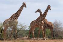 In a photo taken Jan. 1, 2015, giraffe are seen in the Kriger National Park, South Africa. An i ...
