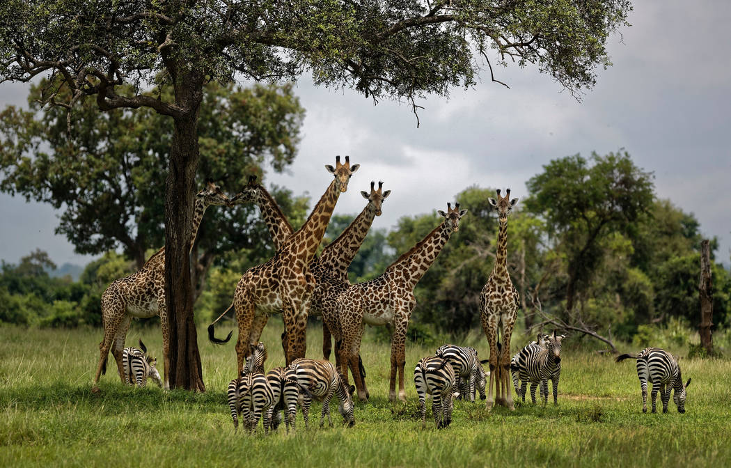 FILE - In this Tuesday, March 20, 2018 file photo, giraffes and zebras congregate under the sha ...