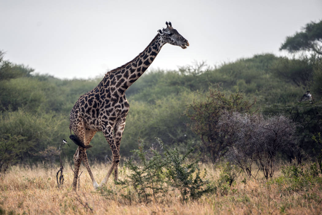 In this photograph taken Sunday July 7, 2019, a giraffe runs through Tanzania's Tarangire Natio ...