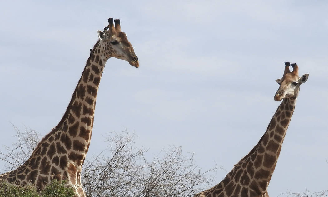 In this photo taken Jan. 1, 2015 giraffe are seen in the Kruger National Park, South Africa. An ...