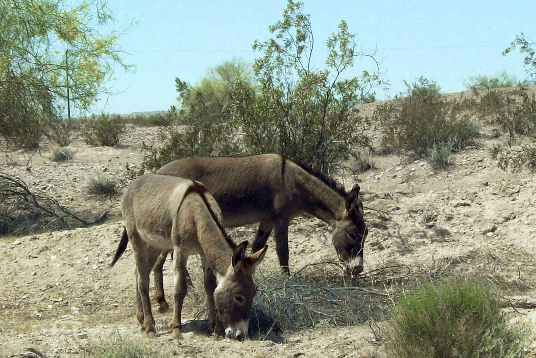 This undated photo provided by the U.S. Bureau of Land Management shows two feral burros in the ...