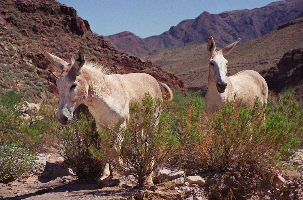 FILE - In this Aug. 7, 1999 file photo, two wild burros wander through a canyon in the Hualapai ...