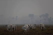 Amid smoke from forest fires, cattle graze on a farm along the road to Jacunda National Forest, ...
