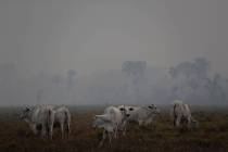 Amid smoke from forest fires, cattle graze on a farm along the road to Jacunda National Forest, ...