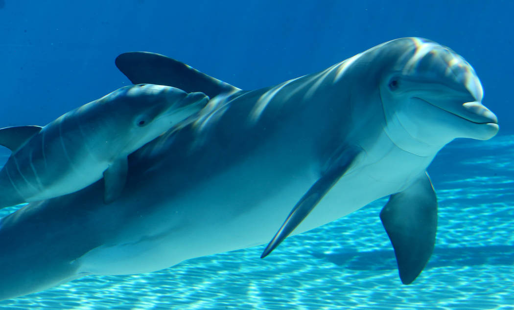 A baby dolphin swims with its mother Bella at Siegfried & Roy's Secret Garden and Dolphin H ...