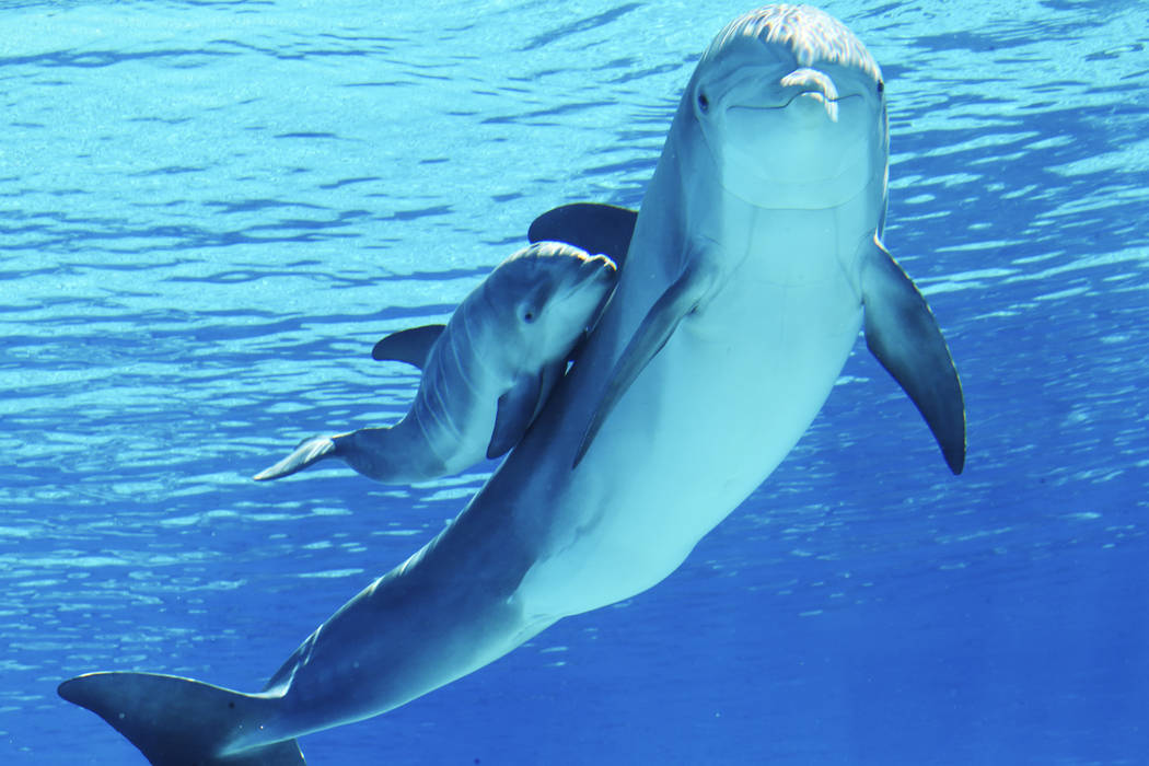 A baby dolphin swims with its mother Bella at Siegfried & Roy's Secret Garden and Dolphin H ...