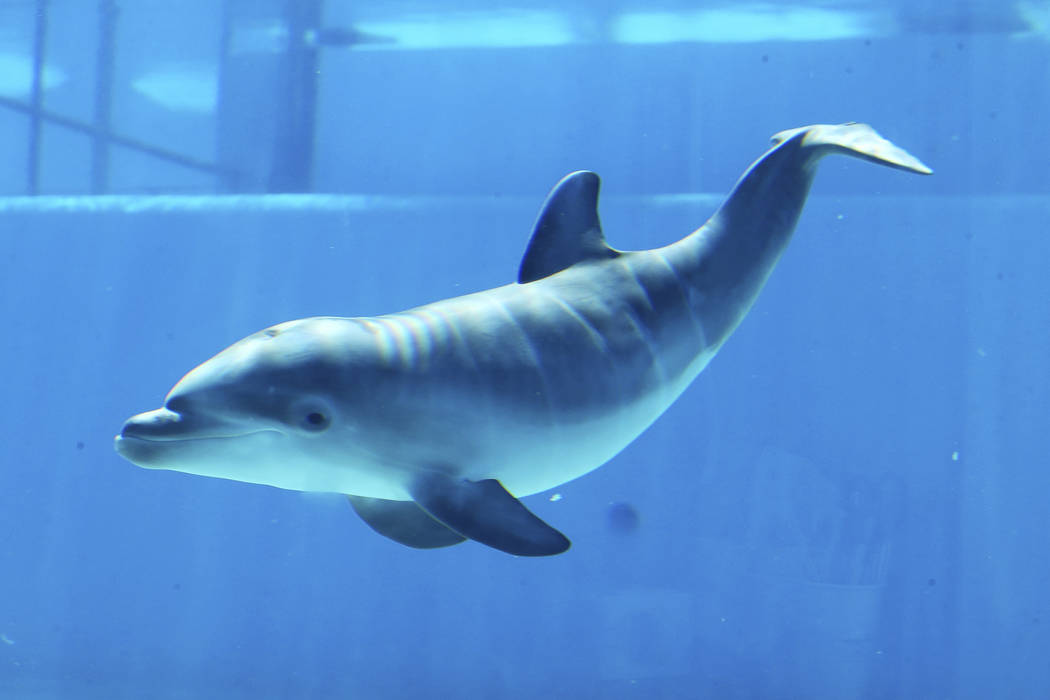 A baby dolphin at Siegfried & Roy's Secret Garden and Dolphin Habitat at The Mirage in Las ...