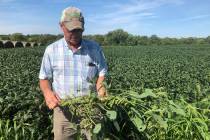 Farmer Randy Miller is shown with his soybeans, Thursday, Aug. 22, 2019, at his farm in Lacona, ...