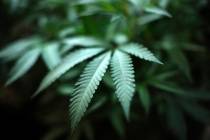 An Aug. 15, 2019, file photo, shows marijuana growing at an indoor cannabis farm in Gardena, Ca ...