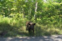 A pig that escaped from a Vermont farm walks along a road in Orange, Vt, on Thursday, Aug. 29, ...
