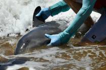 A worker handles a melon-headed whale stranded on a beach in Kihei, Hawaii on Thursday, Aug. 29 ...