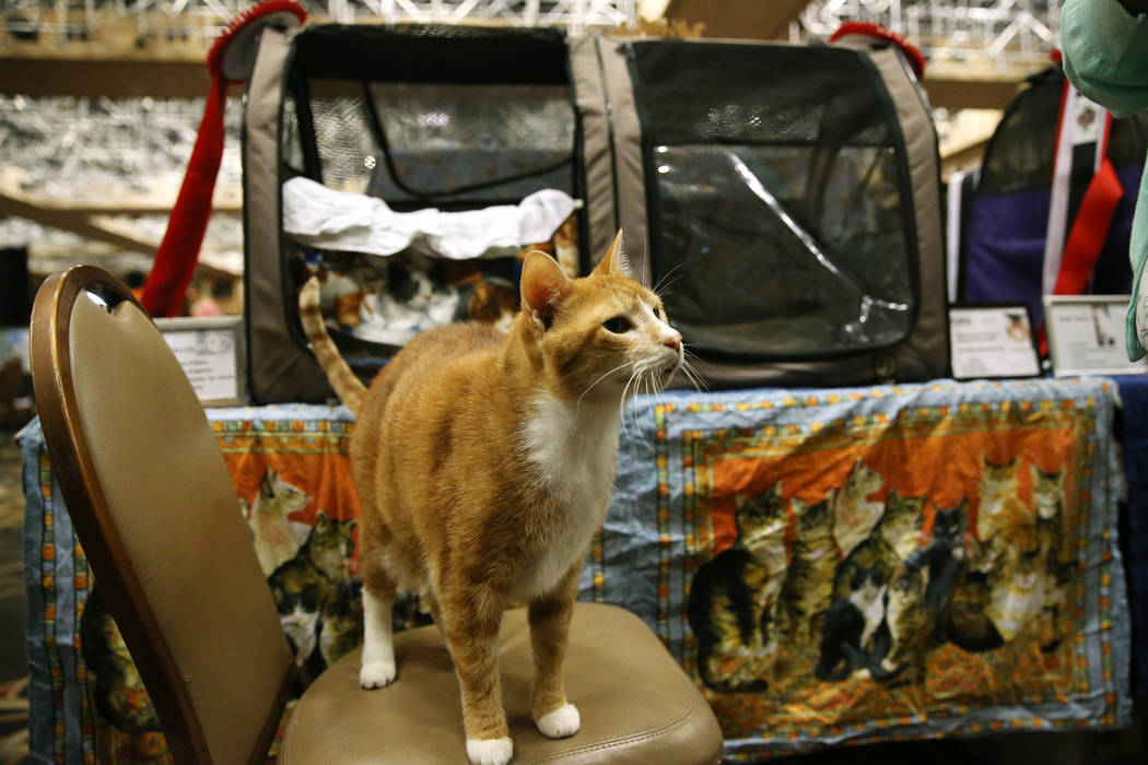 Duke, a 16-year-old household cat, one of the oldest cats competing during The International Ca ...