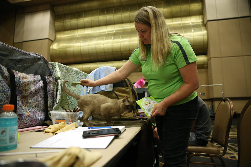 Heather Gibson of Utah grooms her cat Chewbacca for showing during The International Cat Associ ...