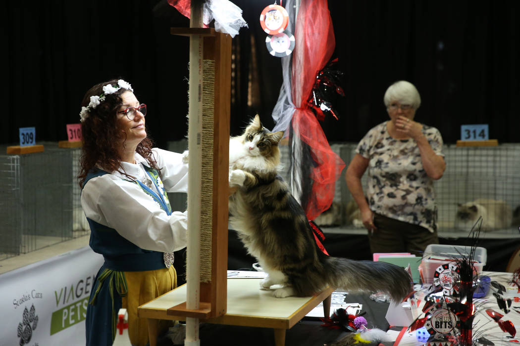 Judge Asa Broing looks at a cat during The International Cat Association’s (TICA) 40th ...