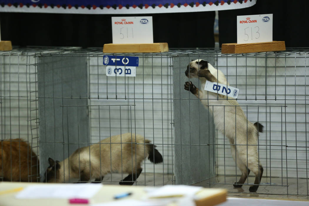 Cats wait during judging at The International Cat Association's (TICA) 40th annual show at the ...