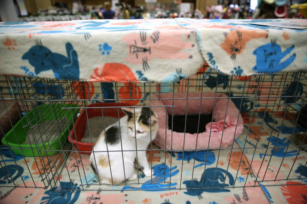 An adoptable cat from Lori's Cats during The International Cat Association’s (TICA) 40th ...