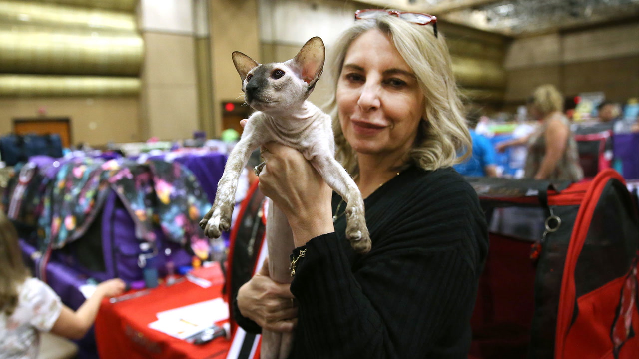 International Cat Association Hundreds ‘meow’ for top prize in Las
