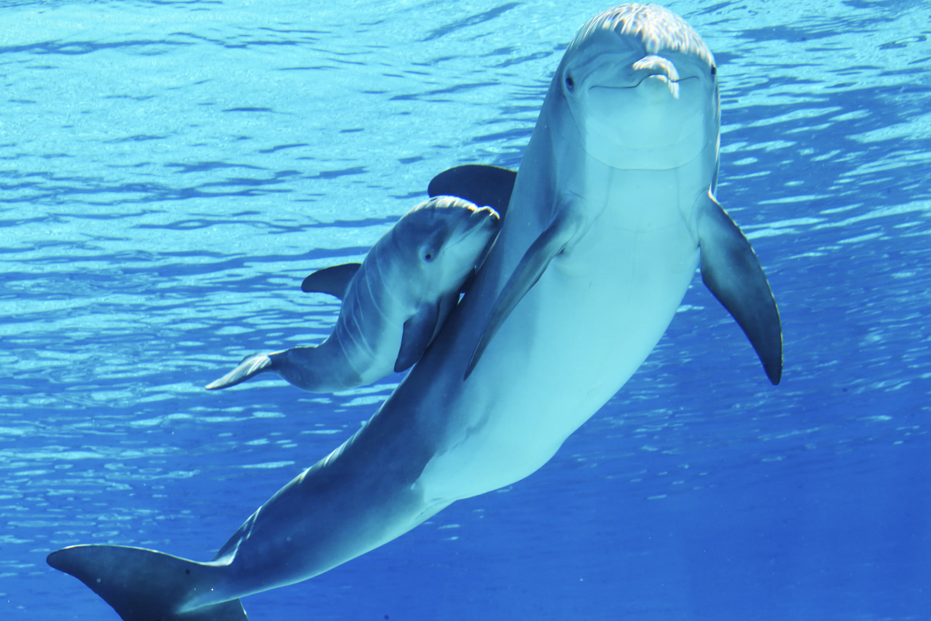 Four generations of dolphins are swimming at The Mirage after its habitat w...