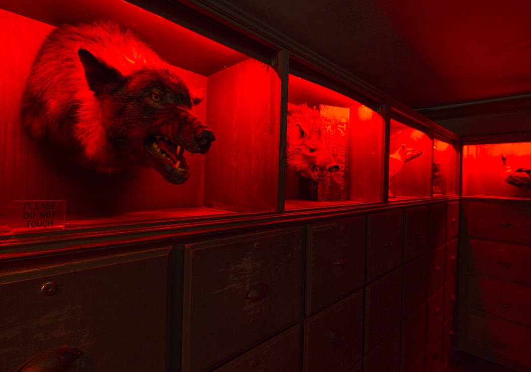 A hallway adorned with taxidermied animals at Zak Bagans' The Haunted Museum located at 600 E. ...