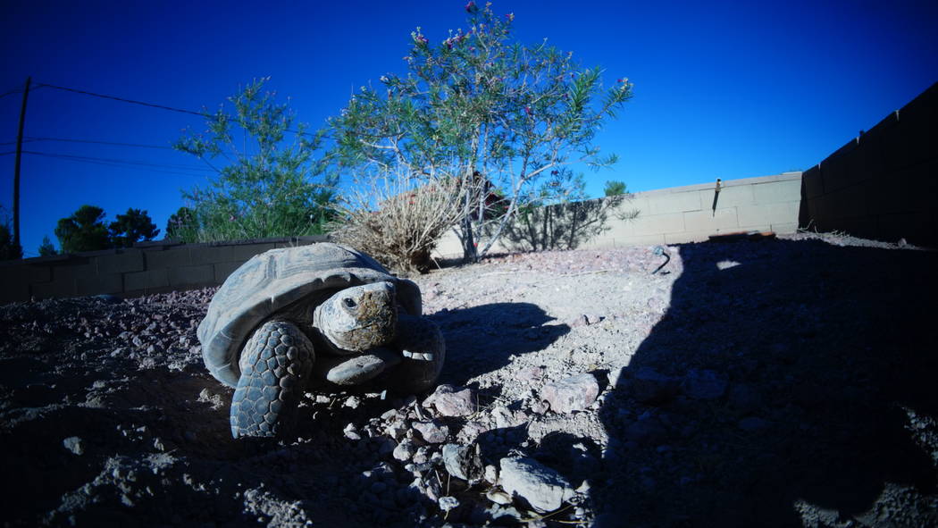 A desert tortoises at a habitat run by the Las Vegas Tortoise Group on Wednesday, August 14, 20 ...