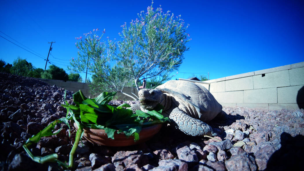 A desert tortoises at a habitat run by the Las Vegas Tortoise Group on Wednesday, August 14, 20 ...