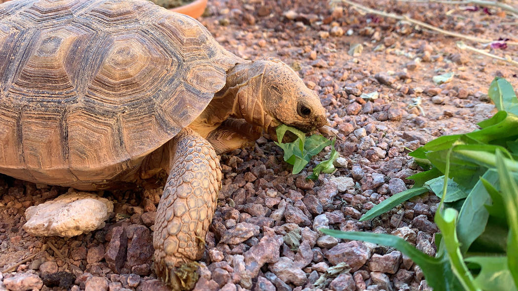 Desert Tortoises are a keystone - Get Outdoors Nevada