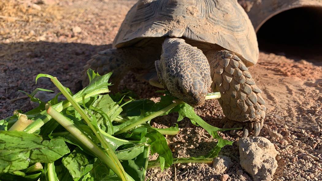 Desert Tortoises are a keystone - Get Outdoors Nevada