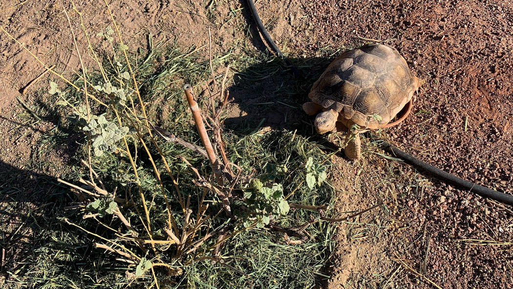 A desert tortoises at a habitat run by the Las Vegas Tortoise Group on Wednesday, August 14, 20 ...